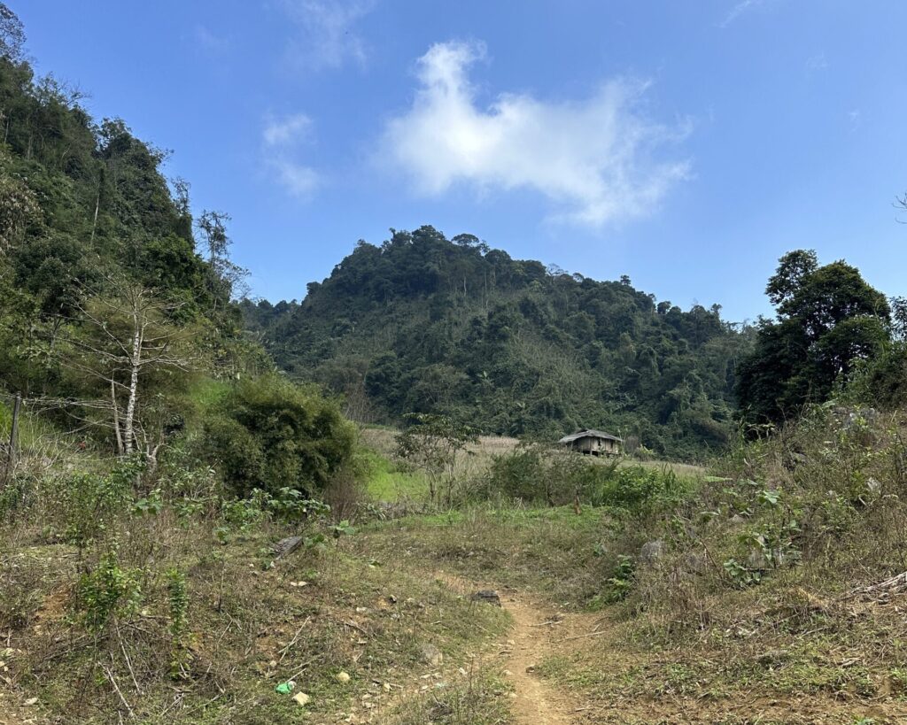 Rural forest in the North of Vietnam.